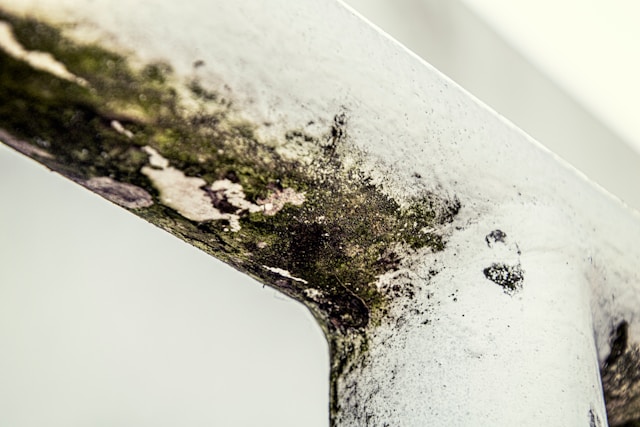 Mold Removal How Can You DIY Safely