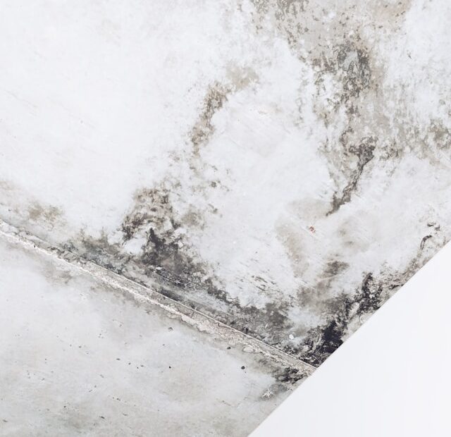 Mold Removal 101 Why DIY Fixes Often Don’t Last